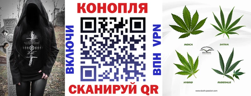 закладка  Абакан  Марихуана сатива 